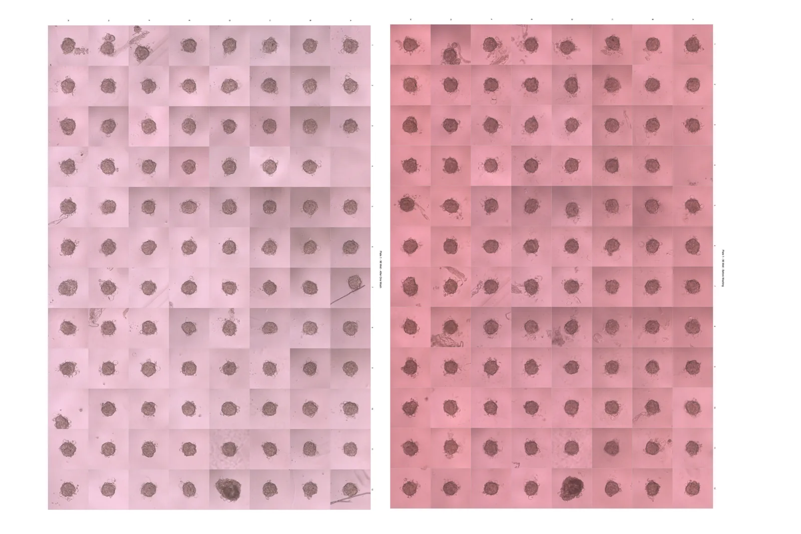 96-well plate before and after exchange of medium